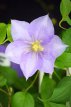 Clematis Boulevard® Cezanne™ - 3 st. 50/60 C2 Clematis Boulevard® 'Cezanne'™ - PROMO 3 st. | Bosrank 50-60 C2