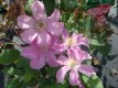 Clematis 'Comtesse de Bouchaud' 50/60 C2 Clematis 'Comtesse de Bouchaud' | Bosrank 50-60 C2