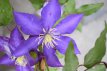 Clematis 'Daniel Deronda' 50/60 C2 Clematis 'Daniel Deronda' | Bosrank 50-60 C2