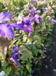 Clematis 'Daniel Deronda' 50/60 C2 Clematis 'Daniel Deronda' | Bosrank 50-60 C2