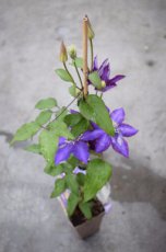 Clematis 'Daniel Deronda' | Bosrank 50-60 C2