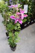 Clematis ‘Dr Ruppel’ 50/60 C2 Clematis ‘Dr Ruppel’| Bosrank 50-60 C2