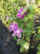 Clematis ‘Dr Ruppel’ 50/60 C2 Clematis ‘Dr Ruppel’| Bosrank 50-60 C2