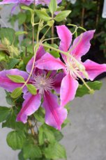 Clematis ‘Dr Ruppel’| Bosrank 50-60 C2