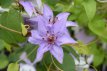 Clematis 'Endellion'® 50/60 C2 Clematis 'Endellion'® | Bosrank 50-60 C2