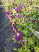 Clematis ‘Etoile Violette’ 50/60 C2 Clematis ‘Etoile Violette’| Bosrank 50-60 C2