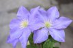Clematis 'Fujimusume' 50/60 C2 Clematis 'Fujimusume' | Bosrank 50-60 C2