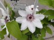 Clematis Garland® Tsukiko™ 60/80 C4 Clematis Garland® Tsukiko™ | Bosrank 60-80 C4