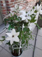 Clematis Garland® Tsukiko™ | Bosrank 60-80 C4