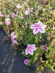 Clematis 'Girenas' 60/80 C3 Clematis 'Girenas' | Bosrank 60-80 C3