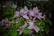 Clematis ‘Hagley Hybrid’ 50/60 C2 Clematis ‘Hagley Hybrid’ | Bosrank 50-60 C2