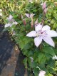 Clematis ‘Hagley Hybrid’ 50/60 C2 Clematis ‘Hagley Hybrid’ | Bosrank 50-60 C2