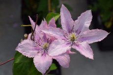 Clematis ‘Hagley Hybrid’ | Bosrank 50-60 C2