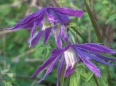 Clematis macropetala ‘Jan Lindmark’ | Bosrank 50-60 C2