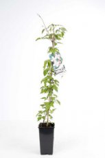Clematis montana 'Elizabeth' | Bosrank 50-60 C2