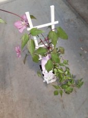 Clematis montana 'Fincent'® | Bosrank 50-60 C2