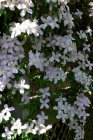 Clematis montana ‘Fragrant Spring’ 50/60 C2 Clematis montana ‘Fragrant Spring’| Bosrank 50-60 C2