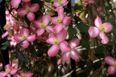 Clematis montana ‘Freda’ | Bosrank 50-60 C2