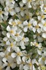 Clematis montana ‘Grandiflora’ 175/200 C10 Clematis montana ‘Grandiflora’ 175-200 | Bosrank C10