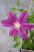 Clematis montana ‘Hania’ 50/60 C2 Clematis montana ‘Hania’| Bosrank 50-60 C2