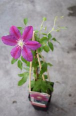 Clematis montana ‘Hania’| Bosrank 50-60 C2