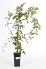 Clematis montana 'Superba' | Bosrank 50-60 C2