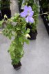 Clematis ‘Mrs Cholmondeley’ 50/60 C2 Clematis ‘Mrs Cholmondeley’ | Bosrank 50-60 C2