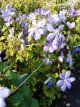 Clematis ‘Mrs Cholmondeley’ 50/60 C2 Clematis ‘Mrs Cholmondeley’ | Bosrank 50-60 C2