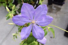 Clematis ‘Mrs Cholmondeley’ | Bosrank 50-60 C2