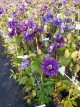 Clematis ‘Multi Blue’ 50/60 C2 Clematis ‘Multi Blue’ | Bosrank 50-60 C2