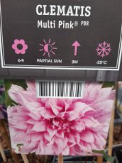 Clematis 'Multi Pink' | Bosrank 50-60 C2
