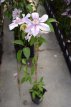 Clematis ‘Nelly Moser’ 50/60 C2 Clematis ‘Nelly Moser’ | Bosrank 50-60 C2