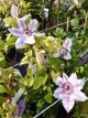 Clematis ‘Nelly Moser’ 50/60 C2 Clematis ‘Nelly Moser’ | Bosrank 50-60 C2