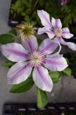Clematis ‘Nelly Moser’ | Bosrank 50-60 C2