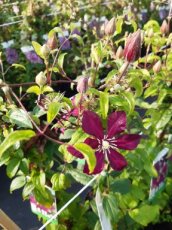 Clematis ‘Niobe’ | Bosrank 50-60 C2