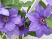 Clematis Boulevard® Parisienne™ - 3 t.  50/60 C Clematis Boulevard® Parisienne™ - PROMO 3 st. | Bosrank 50-60 C4