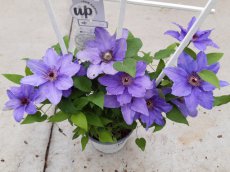 Clematis Boulevard® Parisienne™ - PROMO 3 st. | Bosrank 50-60 C4