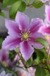 Clematis ‘Piilu’ 50/60 C2 Clematis ‘Piilu’ | Bosrank 50-60 C2