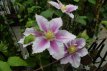 Clematis ‘Piilu’ 50/60 C2 Clematis ‘Piilu’ | Bosrank 50-60 C2