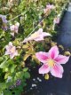 Clematis ‘Piilu’ 50/60 C2 Clematis ‘Piilu’ | Bosrank 50-60 C2