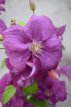 Clematis 'Rahvarinne' 50/60 C2 Clematis 'Rahvarinne' | Bosrank 50-60 C2