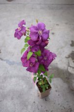 Clematis 'Rahvarinne' | Bosrank 50-60 C2