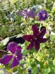 Clematis 'Rasputin' 60/80 C3 Clematis 'Rasputin' | Bosrank 60-80 C3