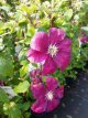 Clematis ‘Rouge Cardinal’ 50/60 C2 Clematis ‘Rouge Cardinal’ | Bosrank 50-60 C2