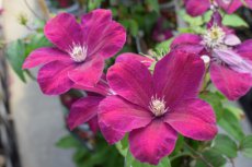 Clematis ‘Rouge Cardinal’ | Bosrank 50-60 C2