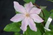 Clematis Sally™ Boulevard® 50/60 C2 Clematis Boulevard®'Sally'™ | Bosrank 50-60 C2