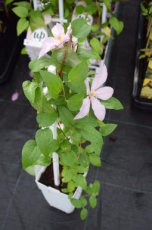 Clematis Boulevard®'Sally'™ | Bosrank 50-60 C2