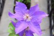 Clematis ‘The President’ 50/60 C2 Clematis ‘The President’ | Bosrank 50-60 C2