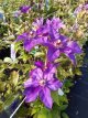 Clematis ‘The President’ 50/60 C2 Clematis ‘The President’ | Bosrank 50-60 C2