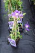Clematis ‘The Vagabond’ 50/60 C2 Clematis ‘The Vagabond’ | Clématite 50-60 C
